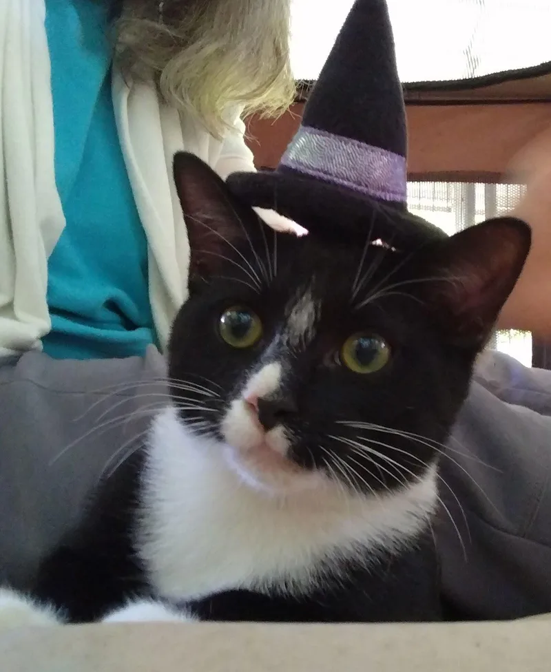 Mittens  Nc thumbnail 2