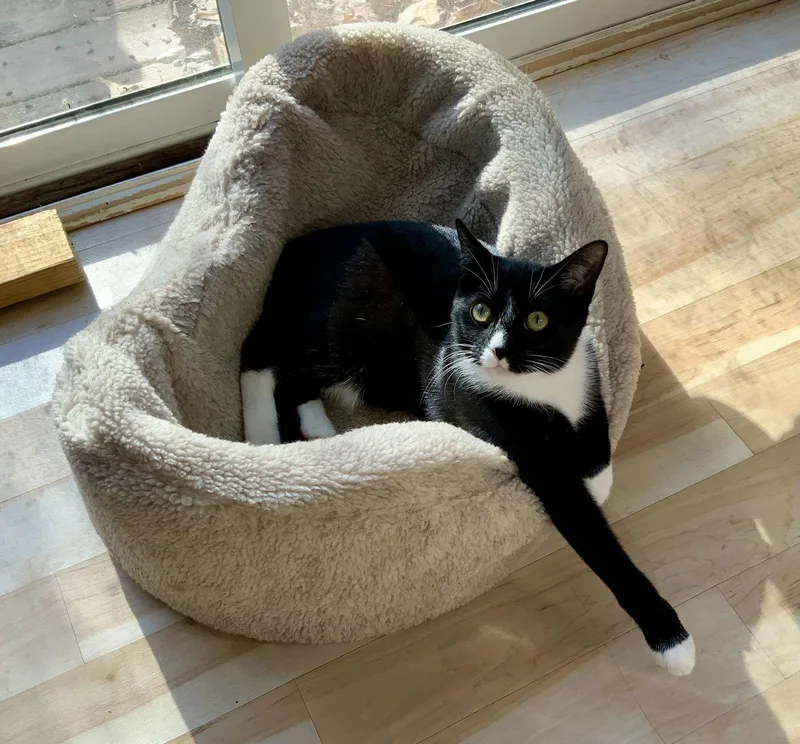 Mittens  Nc thumbnail 3