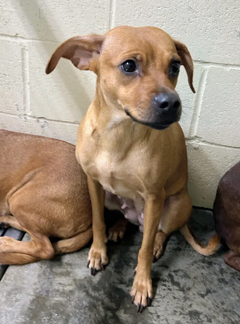 An adult small-sized female Golden Chiweenie dog named Dolly for adoption in Scottsburg, IN
