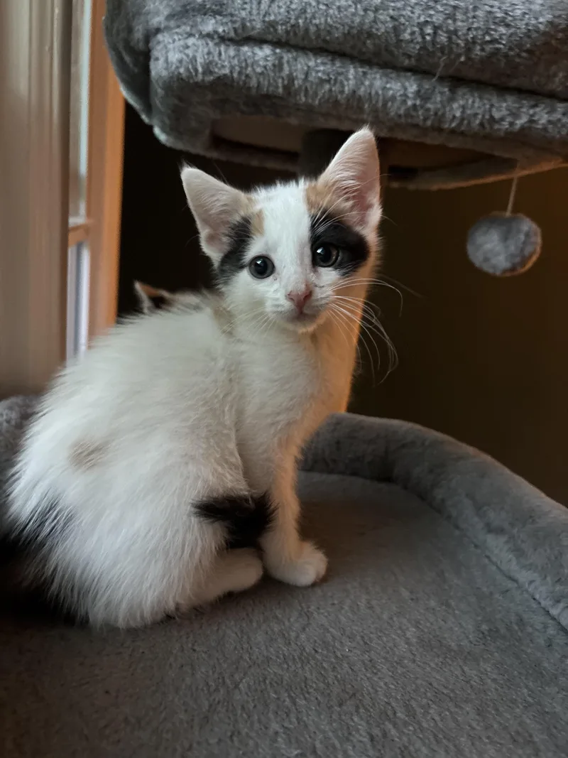A baby medium-sized female Calico Domestic Short Hair cat named Cinnamon Roll for adoption in Victor, NY