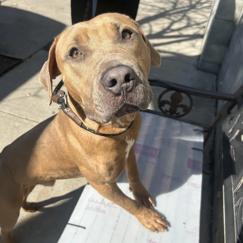 A young medium-sized male Yellow / Tan / Blond / Fawn Mixed Breed dog named Django for adoption in Weimar, CA