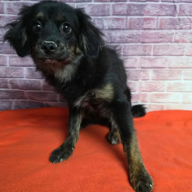 A baby small-sized male Black Maltese dog named Duke for adoption in Fort Collins, CO