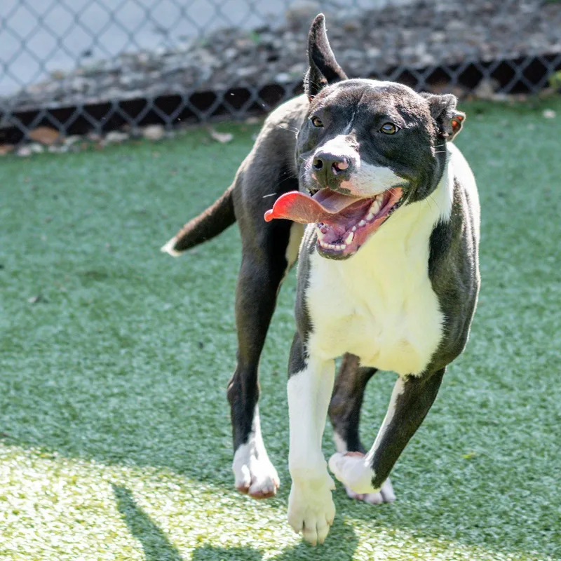 An adult medium-sized male Terrier dog named Jack for adoption in Hilton Head Island, SC