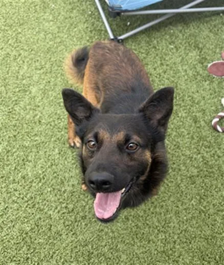 A young small-sized male German Shepherd Dog dog named Kofi for adoption in Toledo, OH