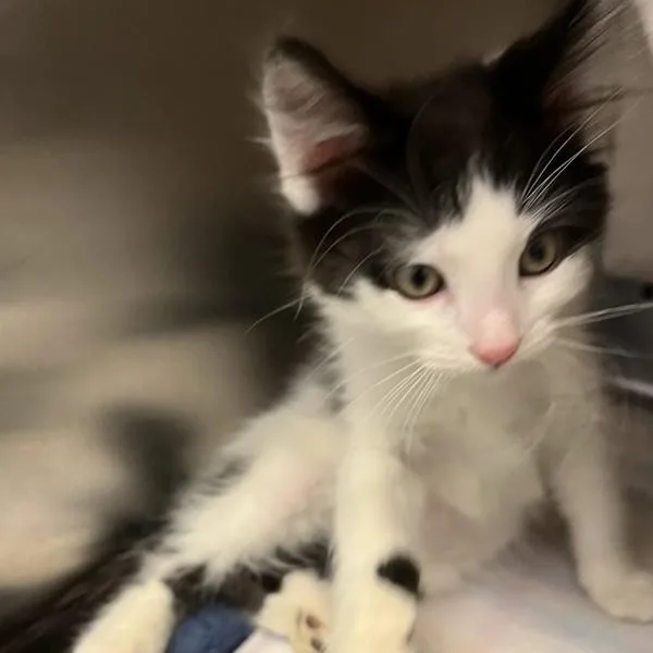 A baby medium-sized female Domestic Medium Hair cat named Diamond for adoption in Oakland, CA
