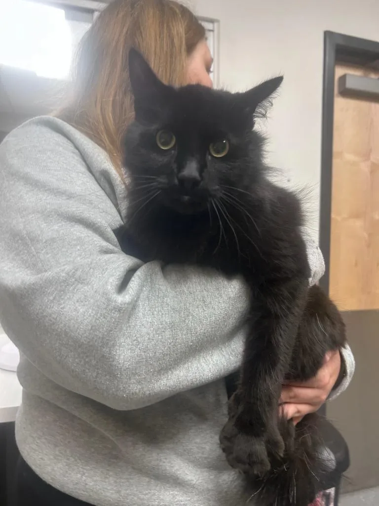 A young small-sized male Domestic Medium Hair cat named Bruno for adoption in Greenfield, IN