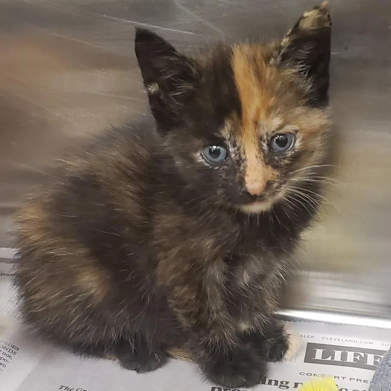 A baby small-sized female Torbie Domestic Short Hair cat named Jenga for adoption in Novelty, OH