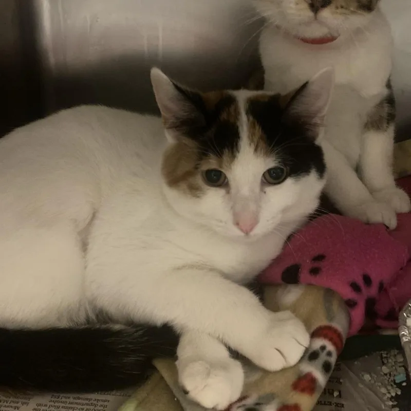 A baby small-sized female White Domestic Short Hair cat named Rika for adoption in Chicago, IL