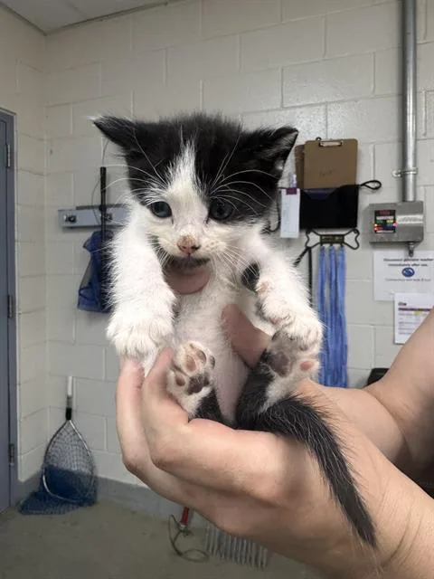 A baby small-sized male Domestic Short Hair cat named Storm for adoption in Salinas, CA