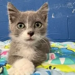 A baby small-sized female American Shorthair cat named Ocean for adoption in Danbury, CT