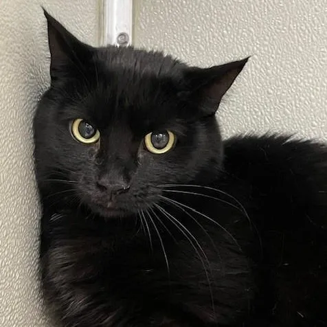 An adult medium-sized female Black Domestic Short Hair cat named Binx for adoption in Stafford, VA