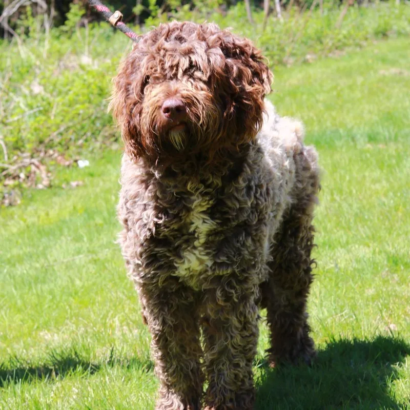 An adult medium-sized female Brown / Chocolate Poodle dog named Ct Chocolate for adoption in Eastford, CT
