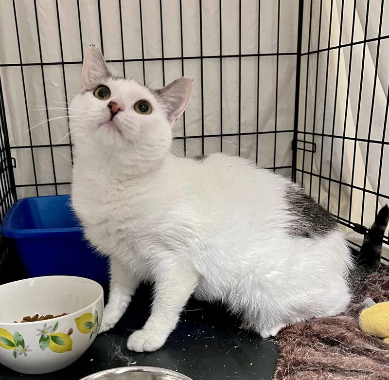 A young medium-sized female Tabby cat named Tulip for adoption in Greenville, DE