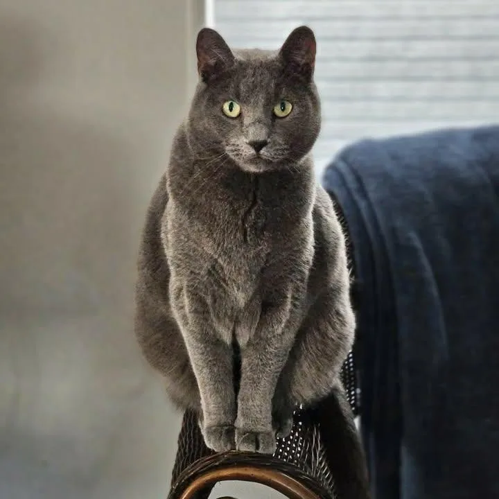 Smokey