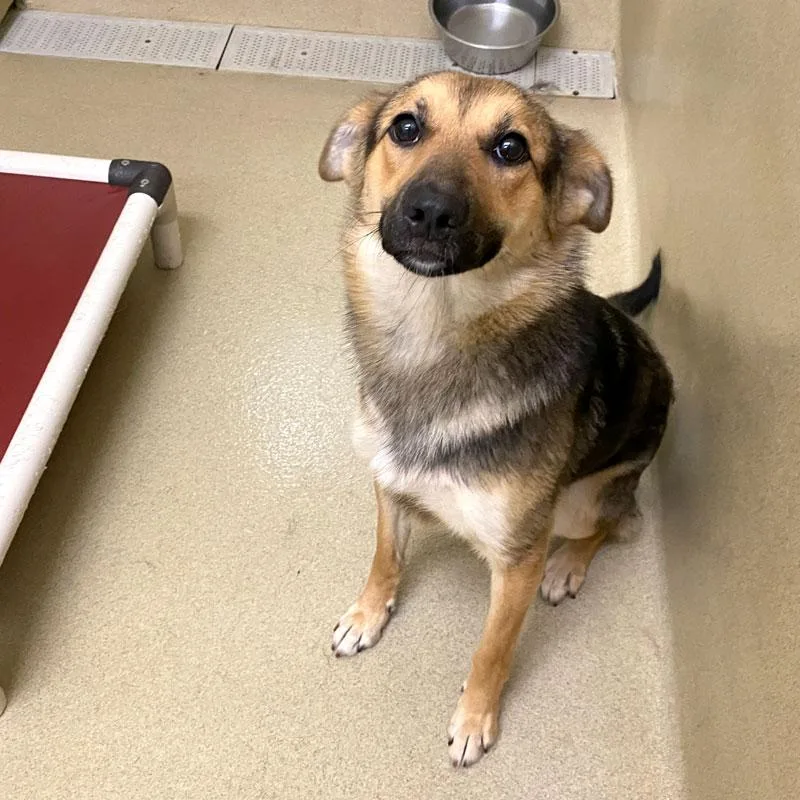 An adult medium-sized female Bicolor Shepherd dog named Remi for adoption in Monroe, GA