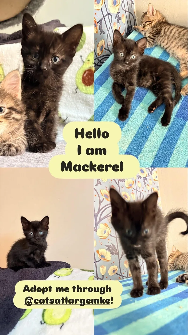 A baby small-sized female Domestic Short Hair cat named Mackerel for adoption in Milwaukee, WI