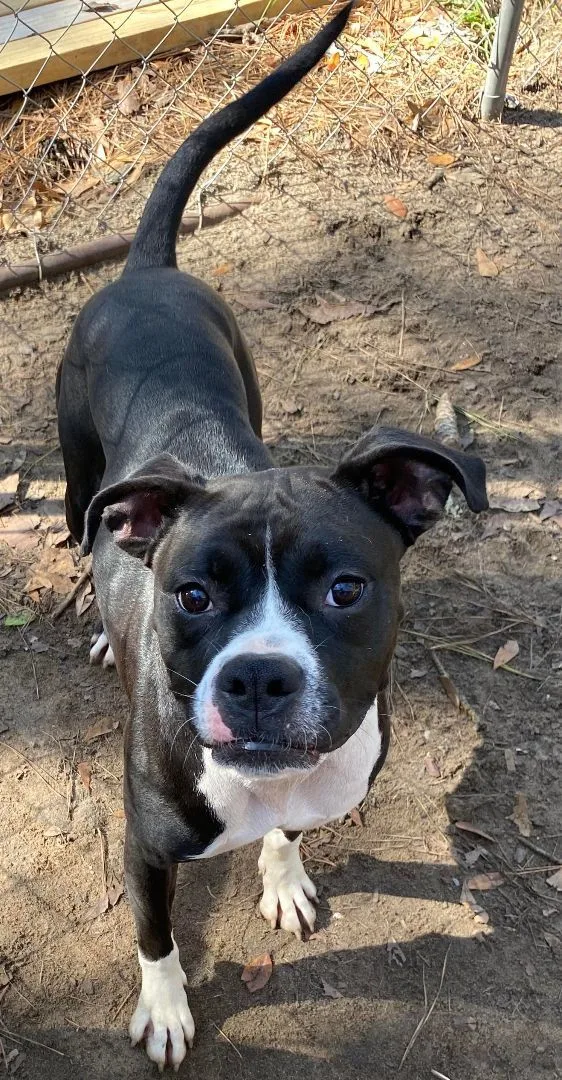 An adult medium-sized female Boxer dog named Bailey Bee for adoption in Valdosta, GA