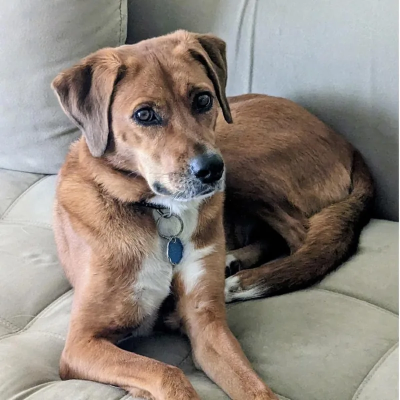 A senior medium-sized female Labrador Retriever dog named Millie fully sponsored for adoption in Alexandria, VA