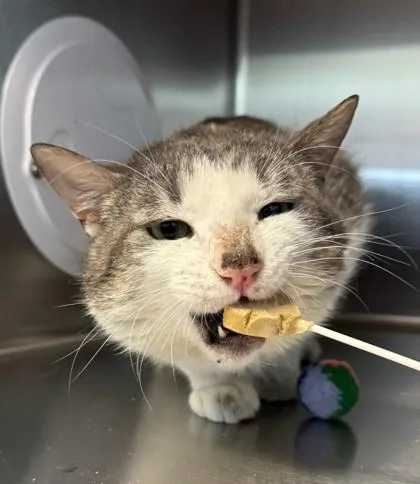 An adult large-sized male Domestic Short Hair cat named O`malley for adoption in Missoula, MT