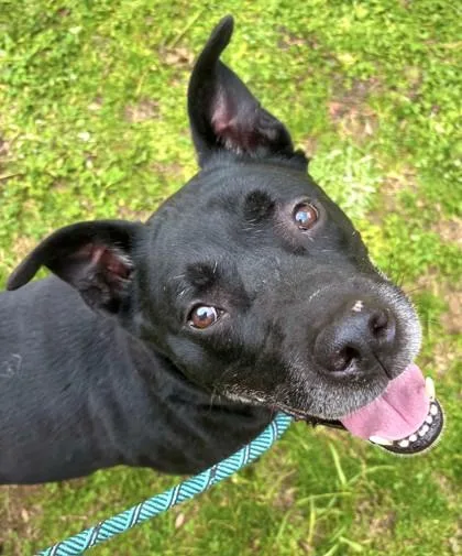 Griswold thumbnail 2