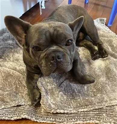 An adult medium-sized male French Bulldog dog named Agent for adoption in San Pedro, CA