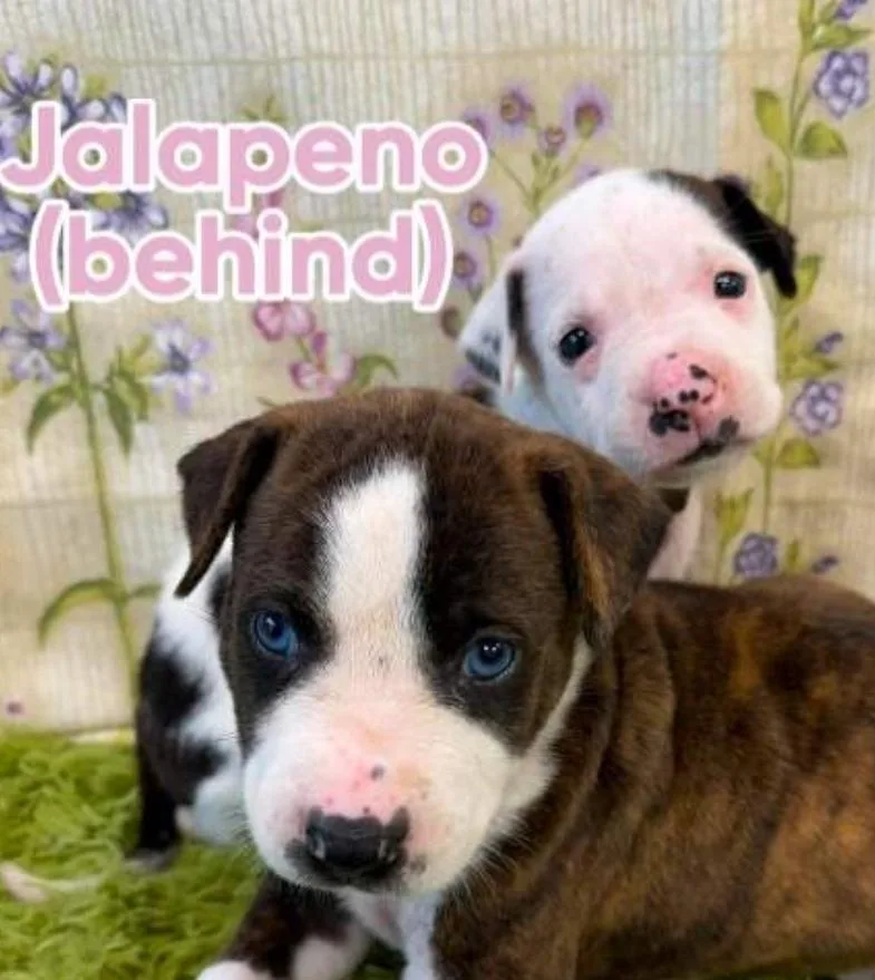 A baby large-sized female Tricolor (Brown, Black, & White) American Staffordshire Terrier dog named Jalapeno for adoption in Sedalia, CO