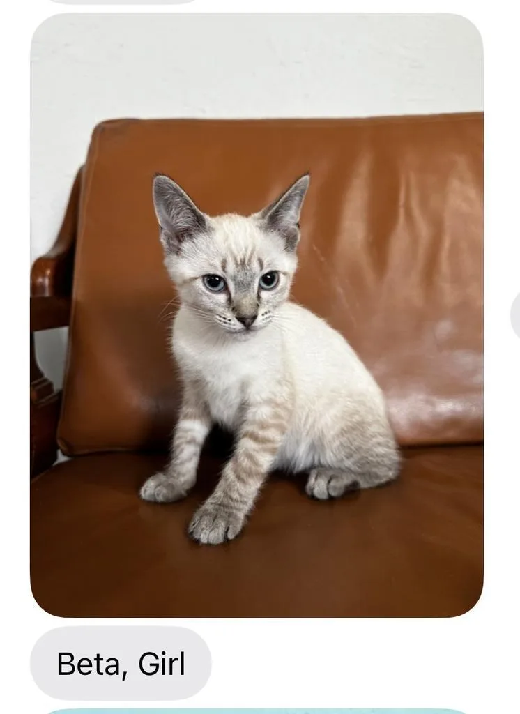 A baby small-sized female Siamese cat named Beta for adoption in Mustang, OK