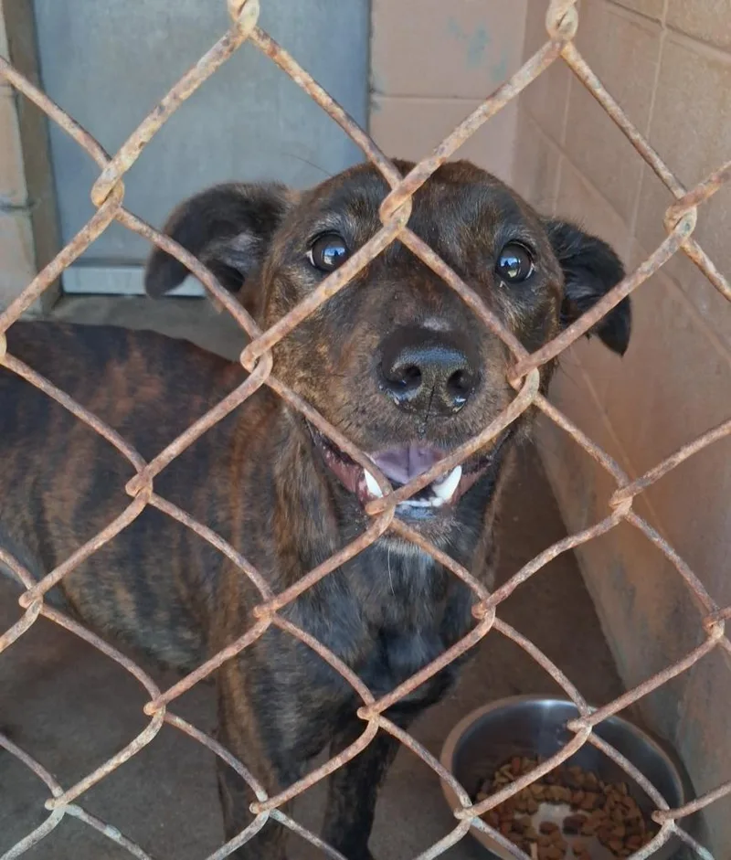 A young medium-sized female Pit Bull Terrier dog named Cricket for adoption in Gautier, MS