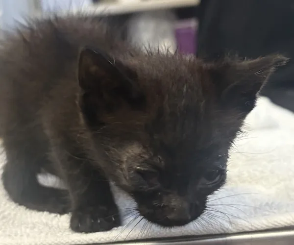 A baby medium-sized female Domestic Short Hair cat named Loca for adoption in Napa, CA