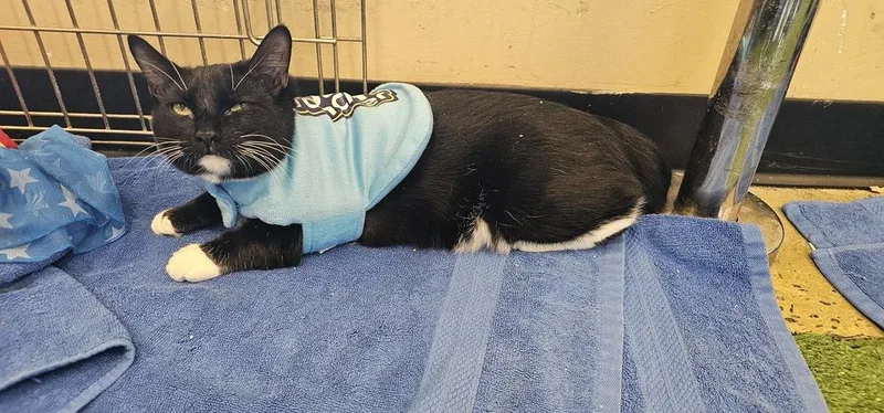 Jolly Rancher thumbnail 2