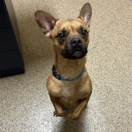 An adult medium-sized male French Bulldog dog named Spike for adoption in Merriam, KS