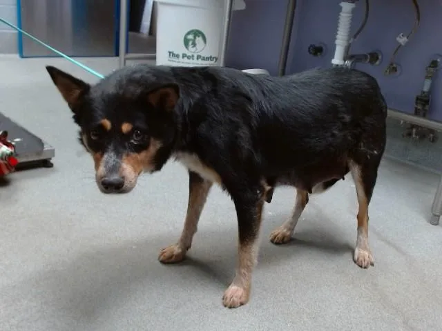 An adult medium-sized female Australian Cattle Dog / Blue Heeler dog named Poppy for adoption in Albuquerque, NM