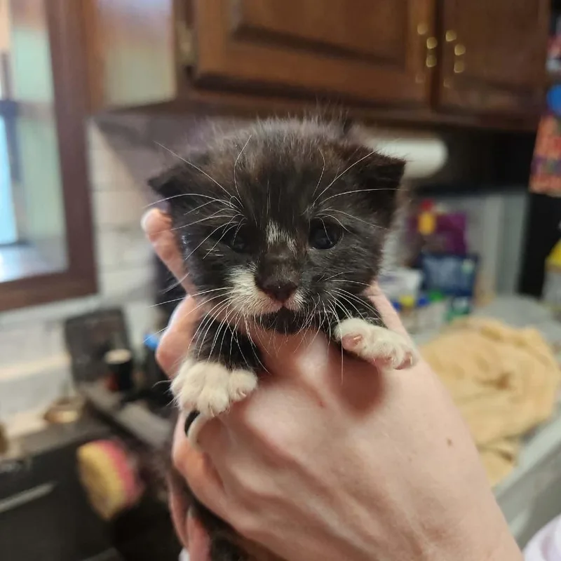 A baby small-sized male Black Domestic Medium Hair cat named Harry for adoption in Fulton, MO