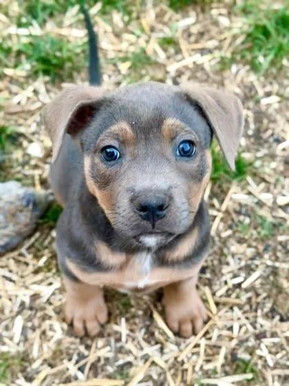 A baby medium-sized female Pit Bull Terrier dog named Zuzu for adoption in Malvern, PA
