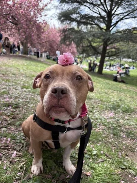An adult medium-sized female Mixed Breed dog named Faith for adoption in New York, NY