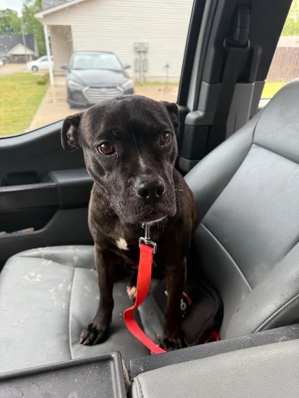 An adult medium-sized female Mixed Breed dog named Girlfriend for adoption in Alamo, TN