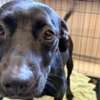An adult medium-sized female Black Terrier dog named Oakly for adoption in Horn Lake, MS