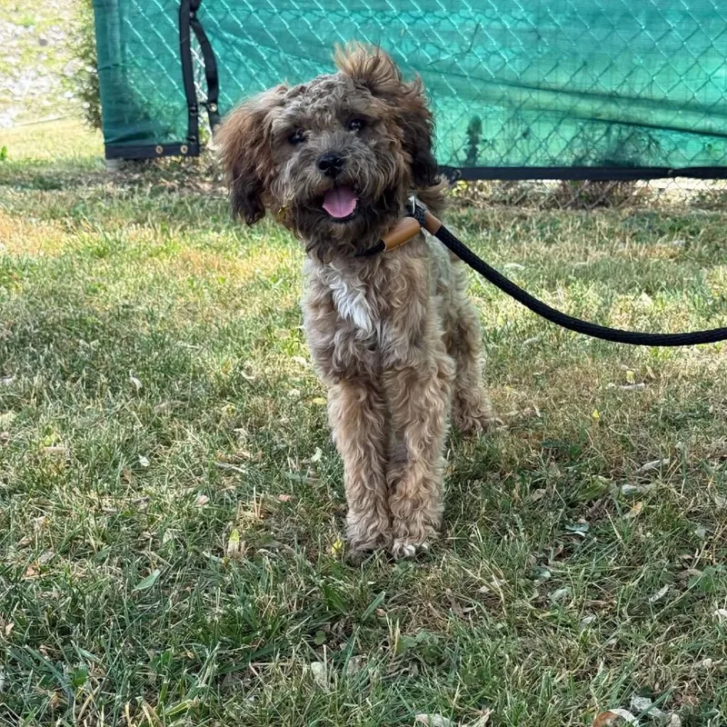A young small-sized male Brown / Chocolate Terrier dog named Gizmo for adoption in Caryville, TN
