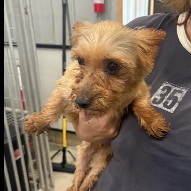 A senior small-sized female Silky Terrier dog named Silky for adoption in Normal, IL