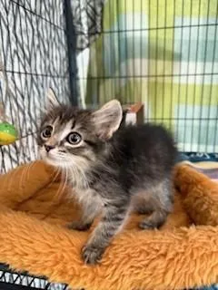 A baby small-sized female Tabby (Brown / Chocolate) Domestic Medium Hair cat named Stormy for adoption in Black River Falls, WI