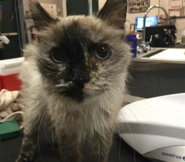 A senior medium-sized female Domestic Medium Hair cat named Starshine for adoption in Thousand Palms, CA