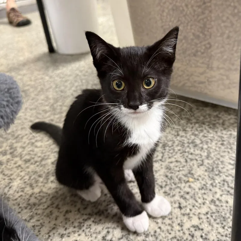 A baby small-sized female Black Domestic Short Hair cat named Skittles for adoption in Falls Church, VA