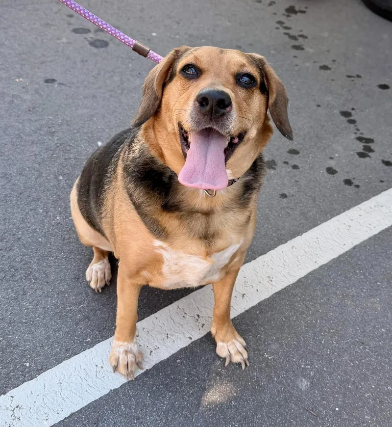An adult medium-sized female Tricolor (Brown, Black, & White) Beagle dog named Libby for adoption in Bethel, CT