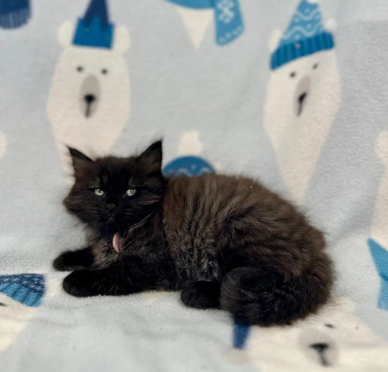 A baby medium-sized female Domestic Long Hair cat named Benni Hanscom @ PetSmart for adoption in Newberg, OR