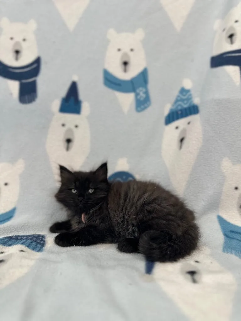 Benni Hanscom @ PetSmart thumbnail 2