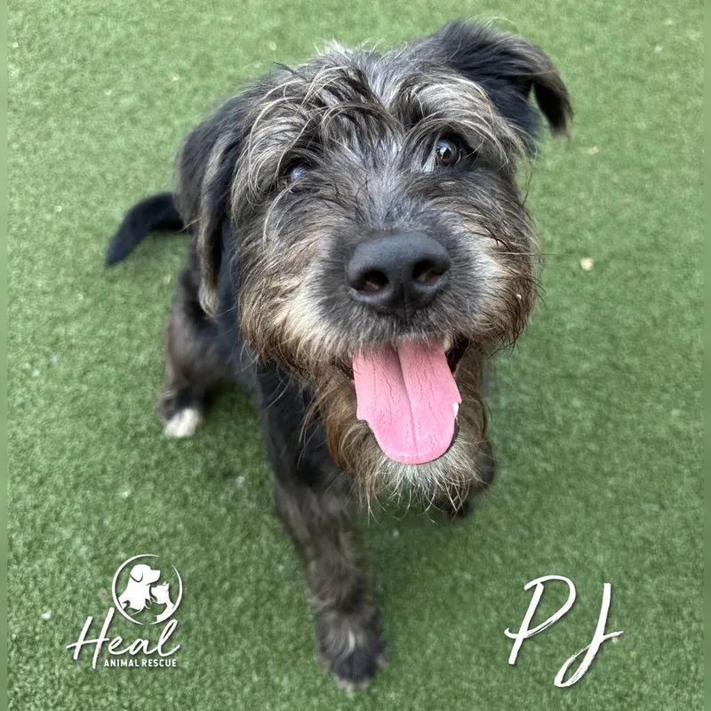 A young medium-sized male Black German Wirehaired Pointer dog named Pj for adoption in Youngwood, PA