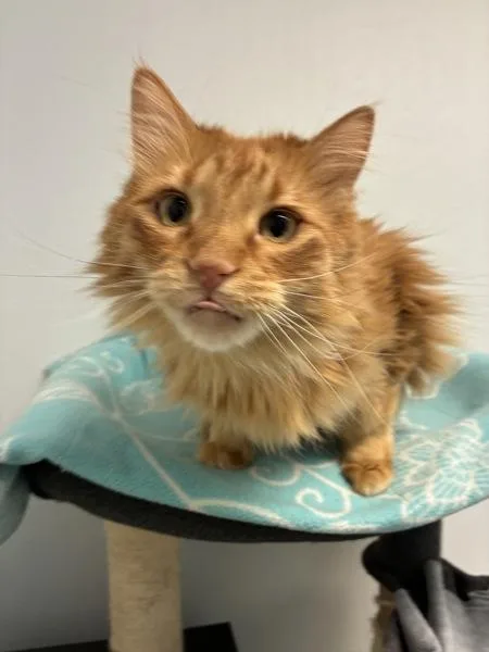An adult medium-sized male Domestic Long Hair cat named King Arthur for adoption in Salt Lake City, UT