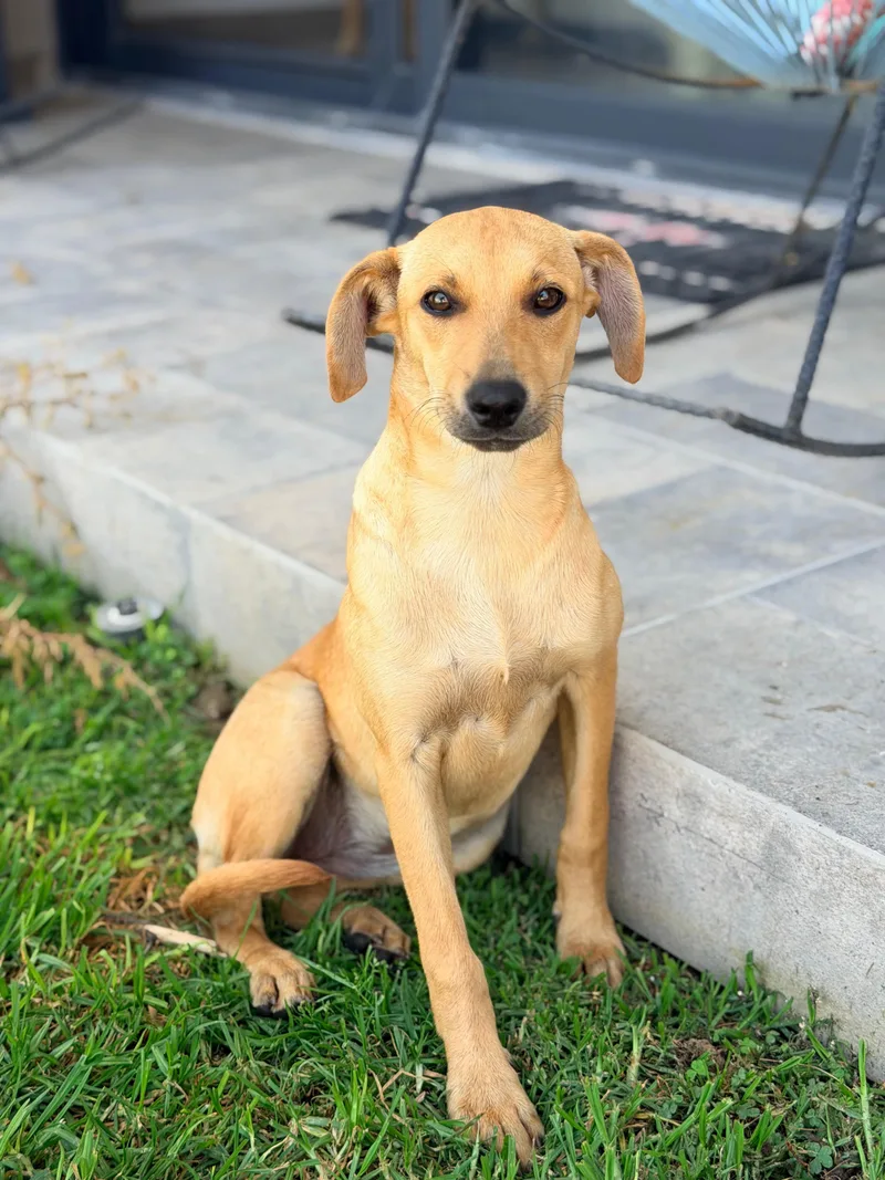 A young small-sized female Terrier dog named Kai for adoption in Manvel, TX