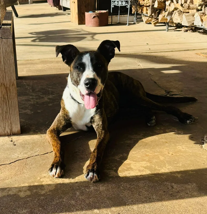 An adult medium-sized male Boxer dog named Floki for adoption in Covington, TX