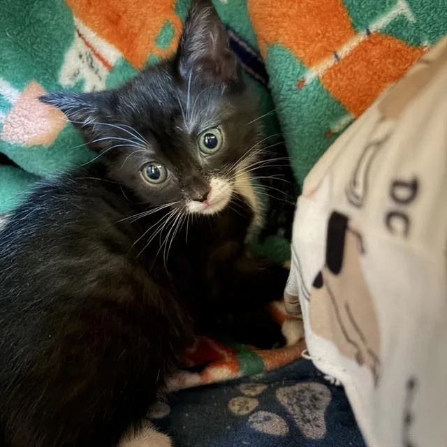 A baby small-sized female Domestic Short Hair cat named Bonnie for adoption in Camarillo, CA